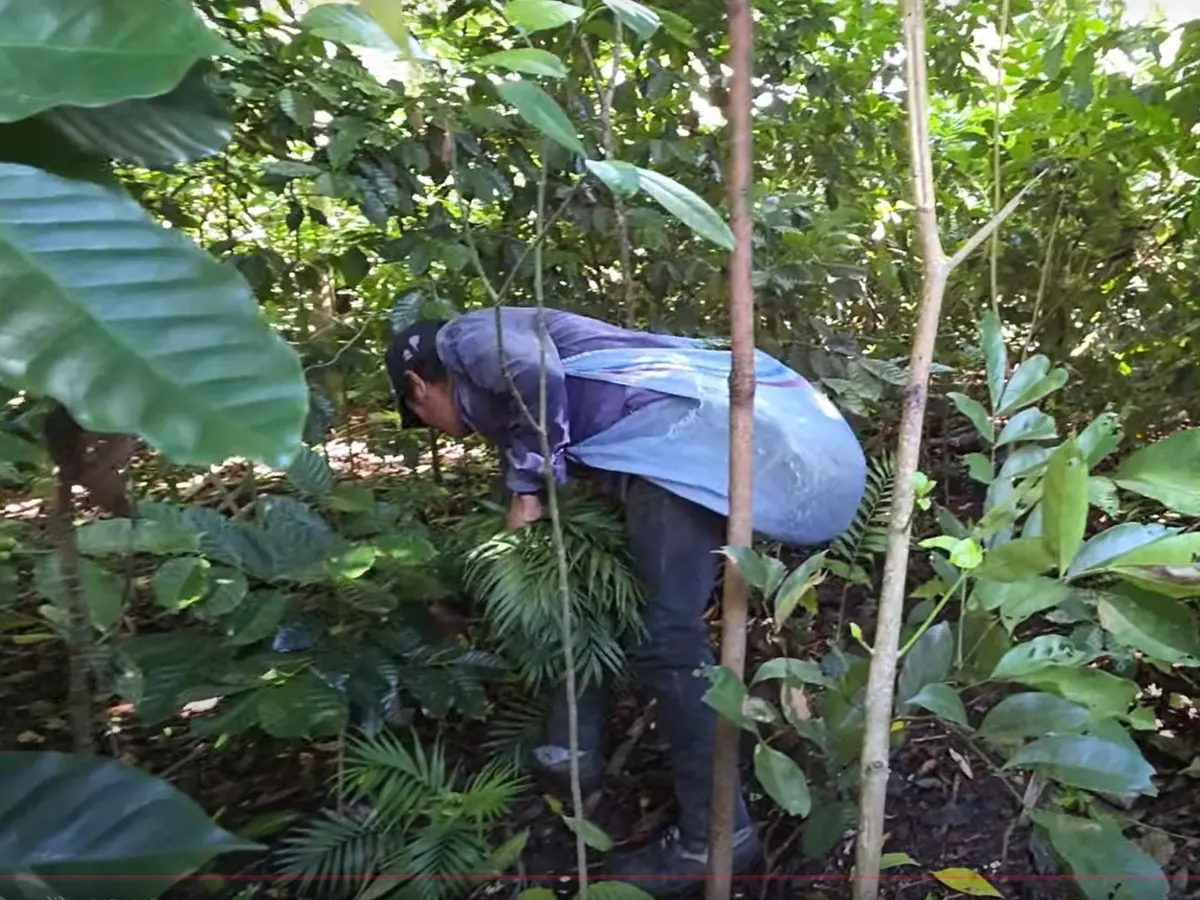 Hand cutting of Chico palm in the Huasteca