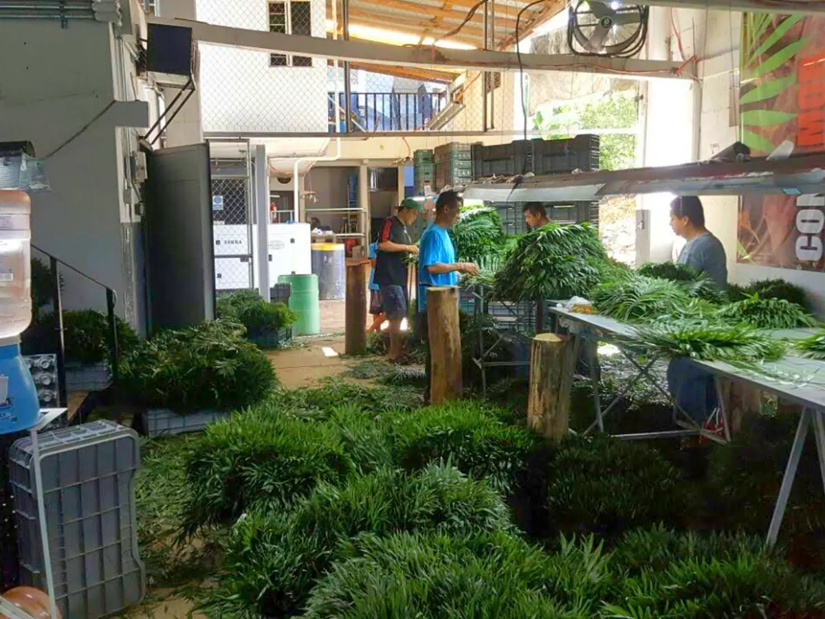 Stem-by-stem sorting at the facility