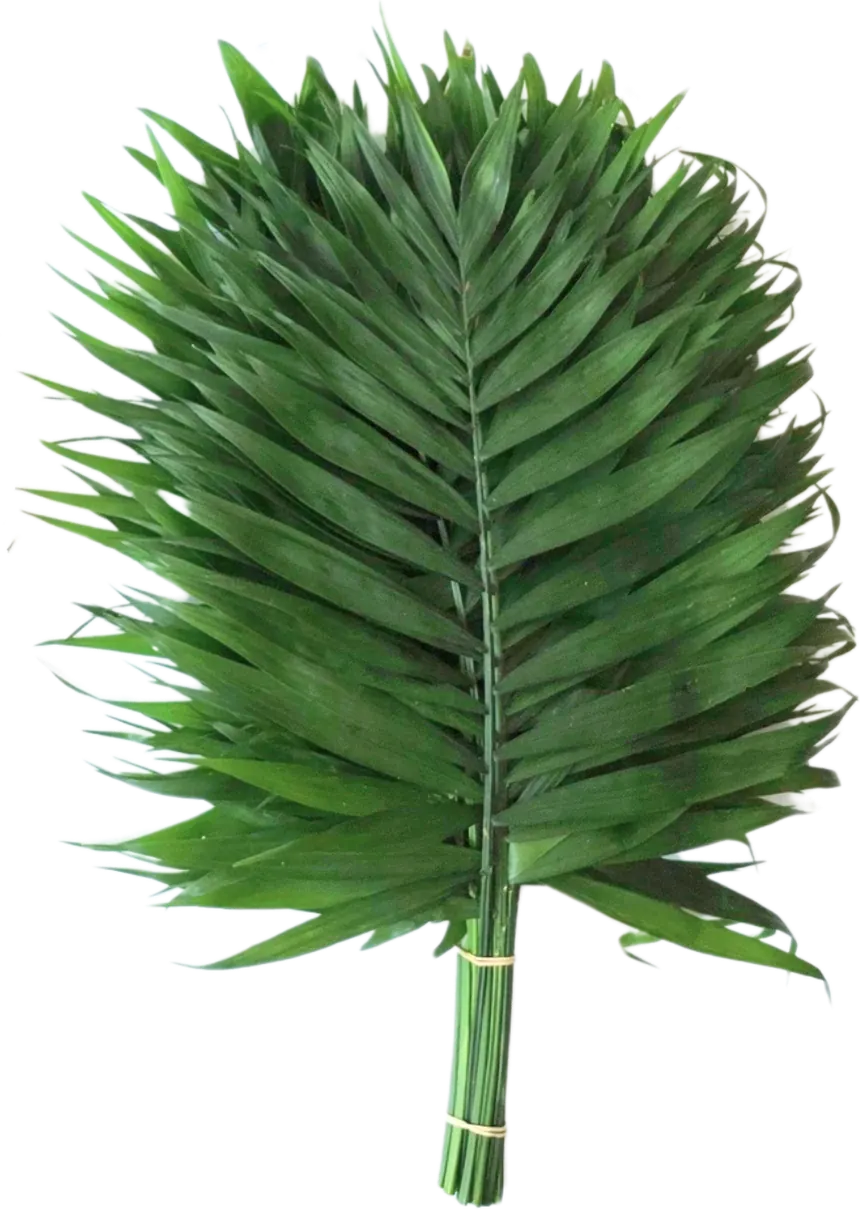 Chico Doro palm