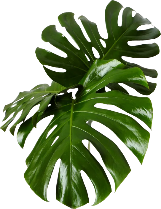 Monstera