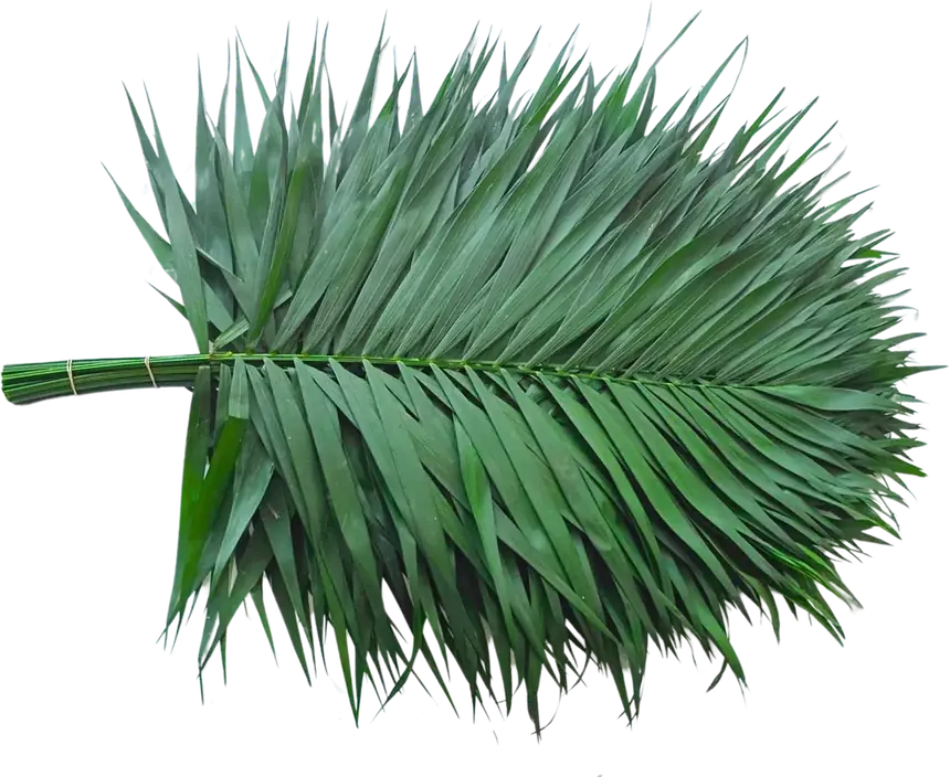 Palma Teepee