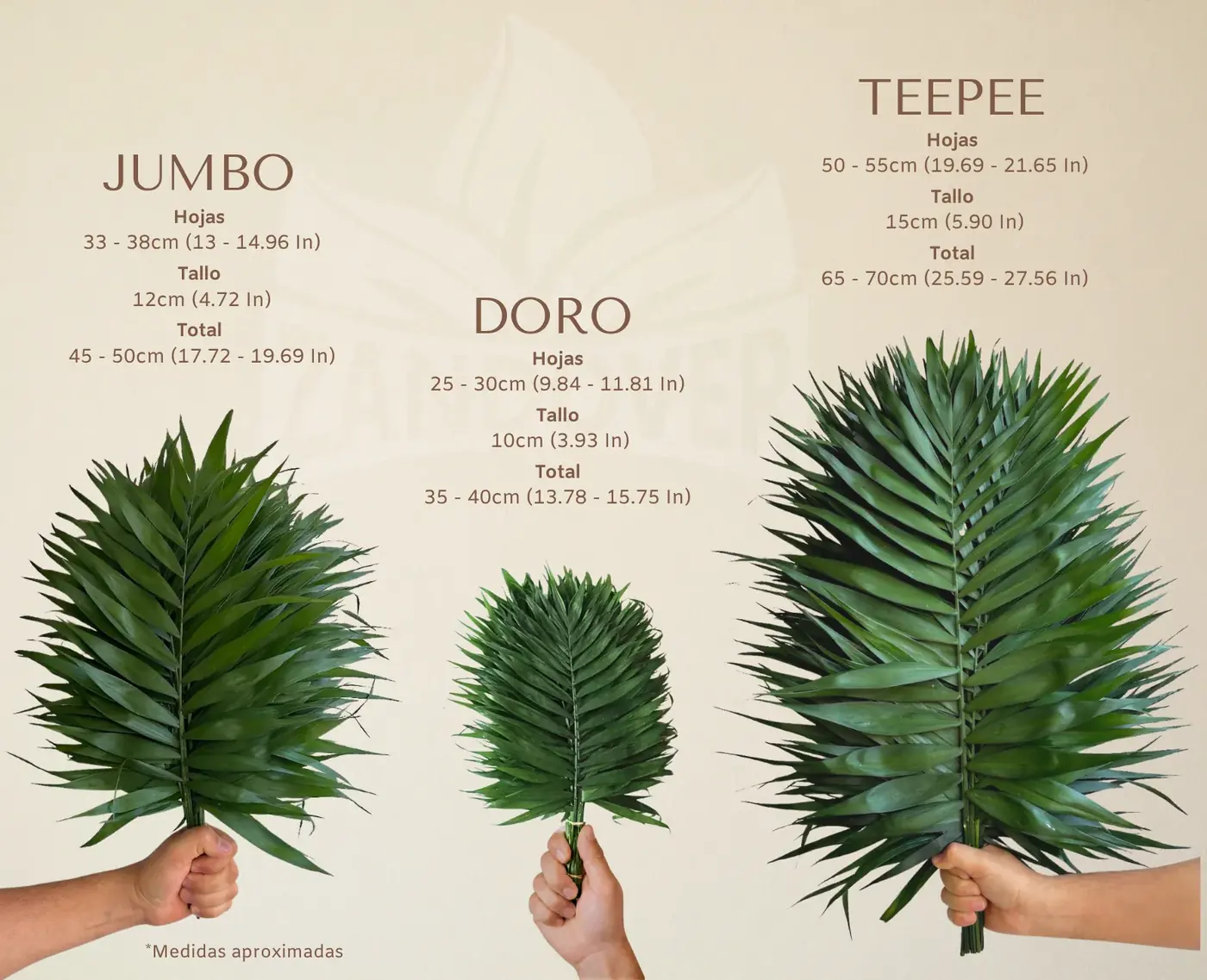 Comparativa de tamaño entre Chico Jumbo, Chico Doro y Teepee, sostenidos en la mano